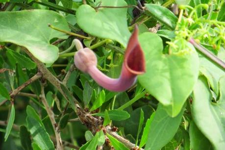 Ruta por la costa Granaina, corriendo por Almuñecar.