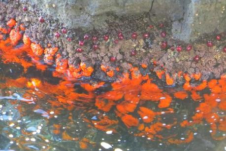 Ruta por la costa Granaina, corriendo por Almuñecar.