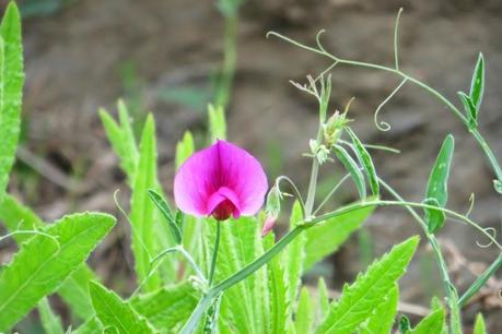 Ruta por la costa Granaina, corriendo por Almuñecar.