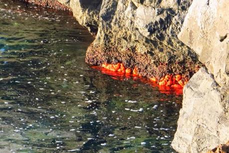Ruta por la costa Granaina, corriendo por Almuñecar.