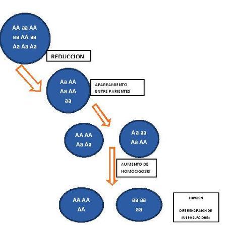 Monografías de alumnos VIII: Cría de guanacos para la producción de fibra y conservación de la especie en estado silvestre. Bustamante1