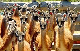 Monografías de alumnos VIII: Cría de guanacos para la producción de fibra y conservación de la especie en estado silvestre. Bustamante 5