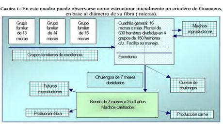 Bustamante 9