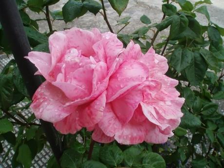 Cinco modelos de bolsos