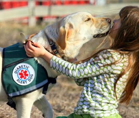 Perros de ayuda a personas con diabétes