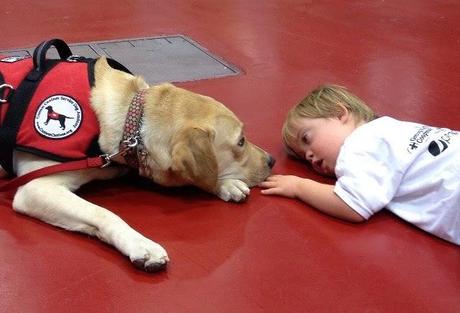 Perros de ayuda a personas con autismo