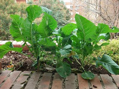 Triángulo de las Verduras