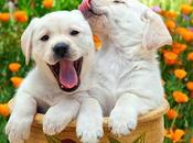 Perros Jardín