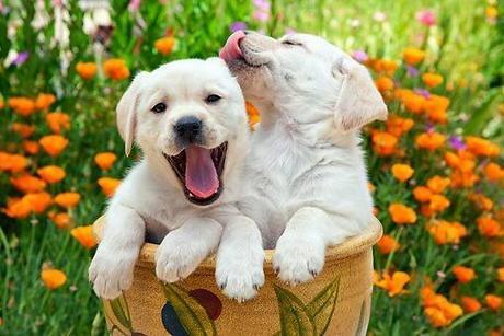 los-perros-y-el-jardín los-perros-y-el-jardín