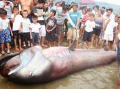 Capturado Filipinas raro tiburón aguas profundas