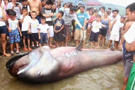 tiburón de boca anha capturado en Filipinas