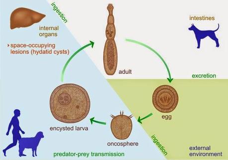El ascenso de un parásito durante la decadencia de la Unión Soviética