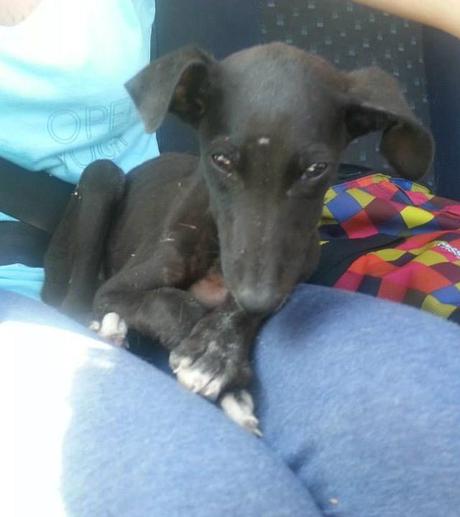 MUÑECA, GALGUITA DE TAN SOLO 2 MESES, DESNUTRIDA Y ABANDONADA. (SEVILLA)