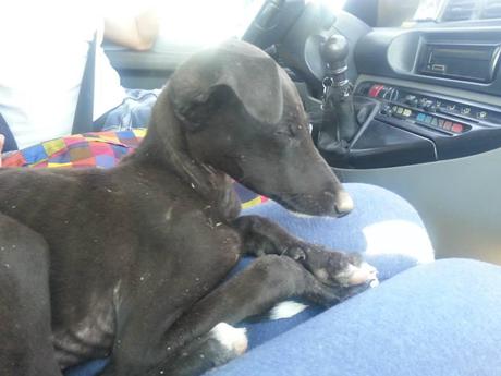 MUÑECA, GALGUITA DE TAN SOLO 2 MESES, DESNUTRIDA Y ABANDONADA. (SEVILLA)