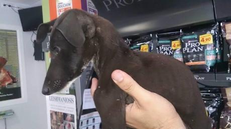 MUÑECA, GALGUITA DE TAN SOLO 2 MESES, DESNUTRIDA Y ABANDONADA. (SEVILLA)