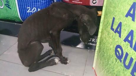 MUÑECA, GALGUITA DE TAN SOLO 2 MESES, DESNUTRIDA Y ABANDONADA. (SEVILLA)