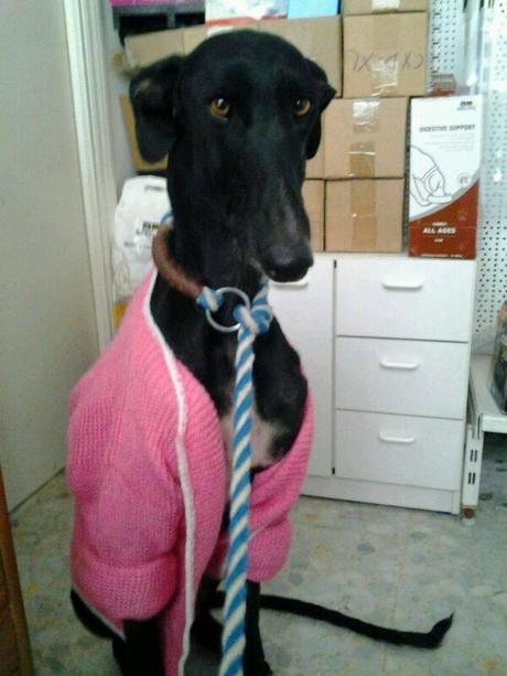 KLAUS NECESITA URGENTEMENTE ACOGIDA O ADOPCIÓN.