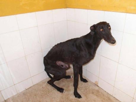 KLAUS NECESITA URGENTEMENTE ACOGIDA O ADOPCIÓN.