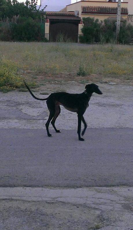 KLAUS NECESITA URGENTEMENTE ACOGIDA O ADOPCIÓN.
