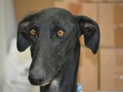 Klaus necesita urgentemente acogida adopción.