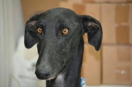 KLAUS NECESITA URGENTEMENTE ACOGIDA O ADOPCIÓN.