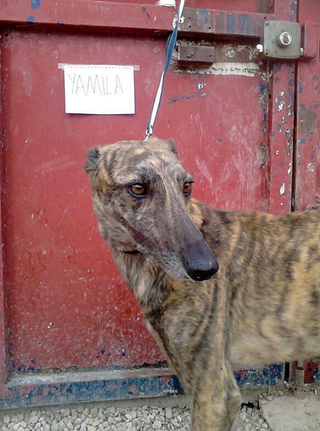 YAMILA, PRECIOSA GALGA EN ADOPCIÓN. (CIUDAD REAL)