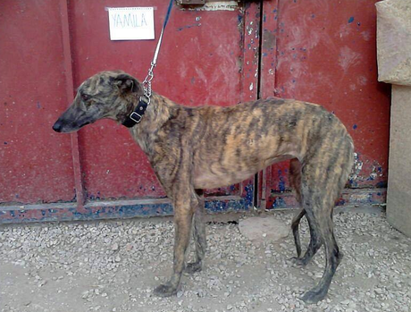 YAMILA, PRECIOSA GALGA EN ADOPCIÓN. (CIUDAD REAL)