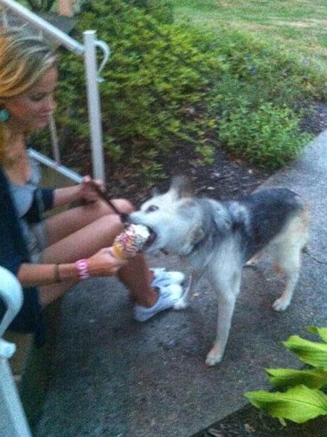 regalo de despedida a un perro antes de ser sacrificado