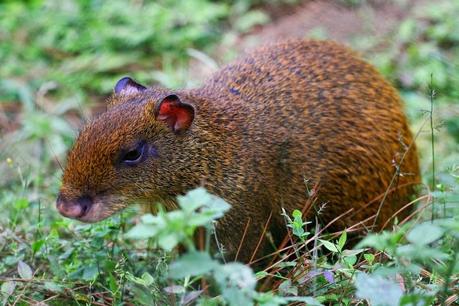 La Guatusa, un enorme roedor por el bosque seco