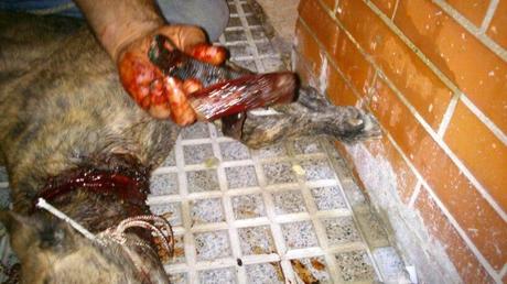 RESCATADA LA GALGA CON COLLAR (ANDALUCIA)