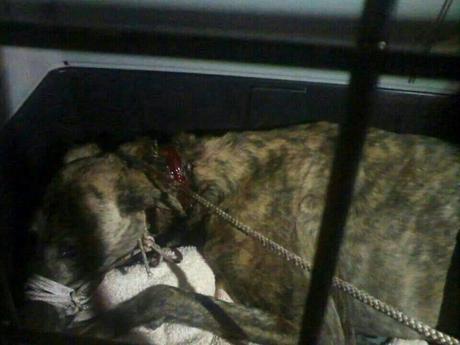 RESCATADA LA GALGA CON COLLAR (ANDALUCIA)