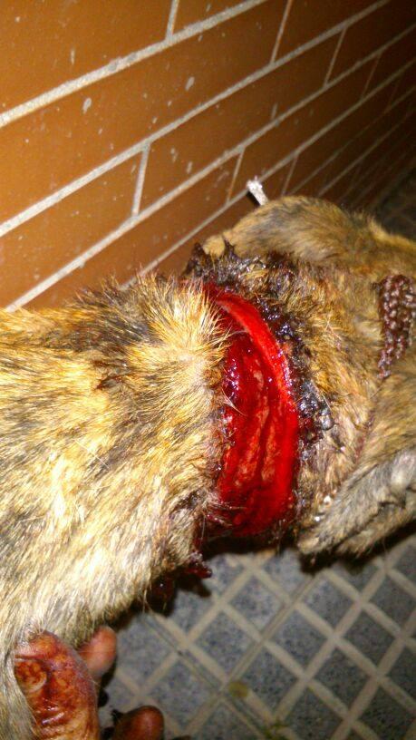 RESCATADA LA GALGA CON COLLAR (ANDALUCIA)