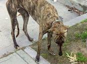 Rescatada galga collar (andalucia)