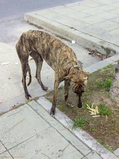 RESCATADA LA GALGA CON COLLAR (ANDALUCIA)