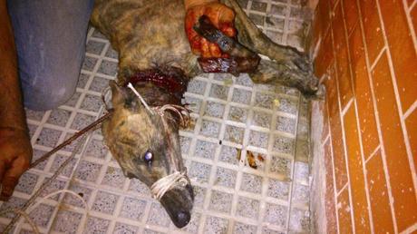 RESCATADA LA GALGA CON COLLAR (ANDALUCIA)