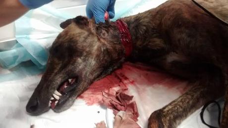 RESCATADA LA GALGA CON COLLAR (ANDALUCIA)