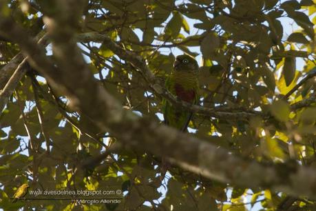 Chiripepé cabeza verde (Reddish-bellied Parakeet) Pyrrhura frontalis