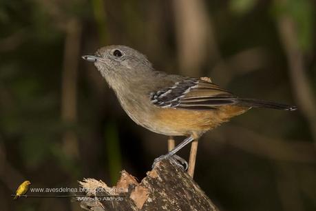 Choca Común (Variable Antshrike) Thamnophilus caerulescens