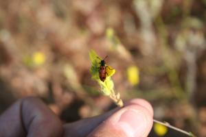 Mylabris (Mylabris) quadripunctata