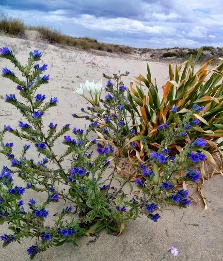 Pimientos Picantes Encurtidos