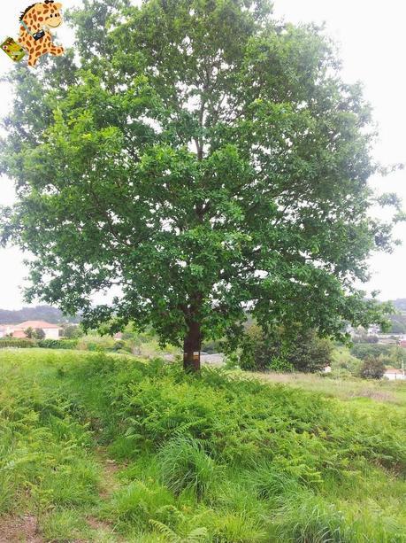 Senderismo en A Coruña: PRG 17 Arredor de Cambre Senderismo en A Coruña: PRG 17 Arredor de Cambre