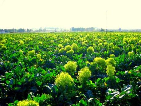 Cómo cultivar brócoli