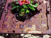 Guerrilla gardening