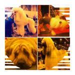 ¿Quién es el animal?