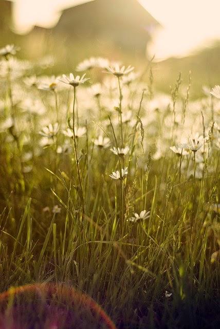 Deshojando la margarita