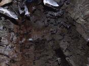 Taller para Conservación Cuevas Murciélagos Península Macanao