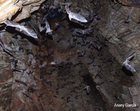 Taller para la Conservación de las Cuevas y Murciélagos de la Península de Macanao