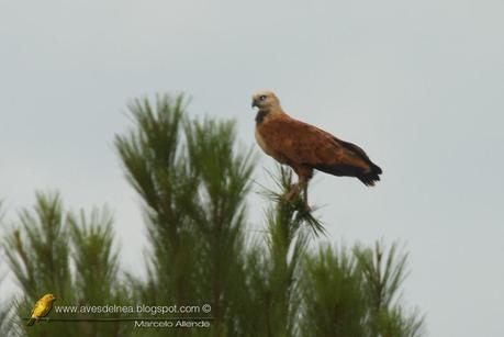 Aguilucho pampa (Black-collared Hawk) Busarellus nigricollis