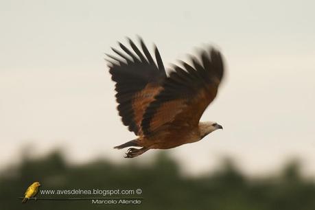 Aguilucho pampa (Black-collared Hawk) Busarellus nigricollis