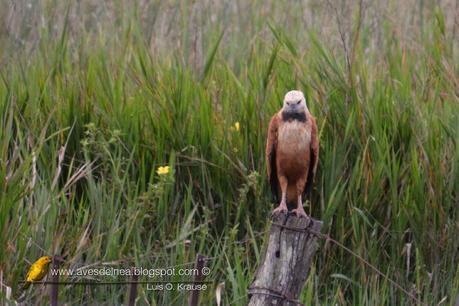 Aguilucho pampa (Black-collared Hawk) Busarellus nigricollis